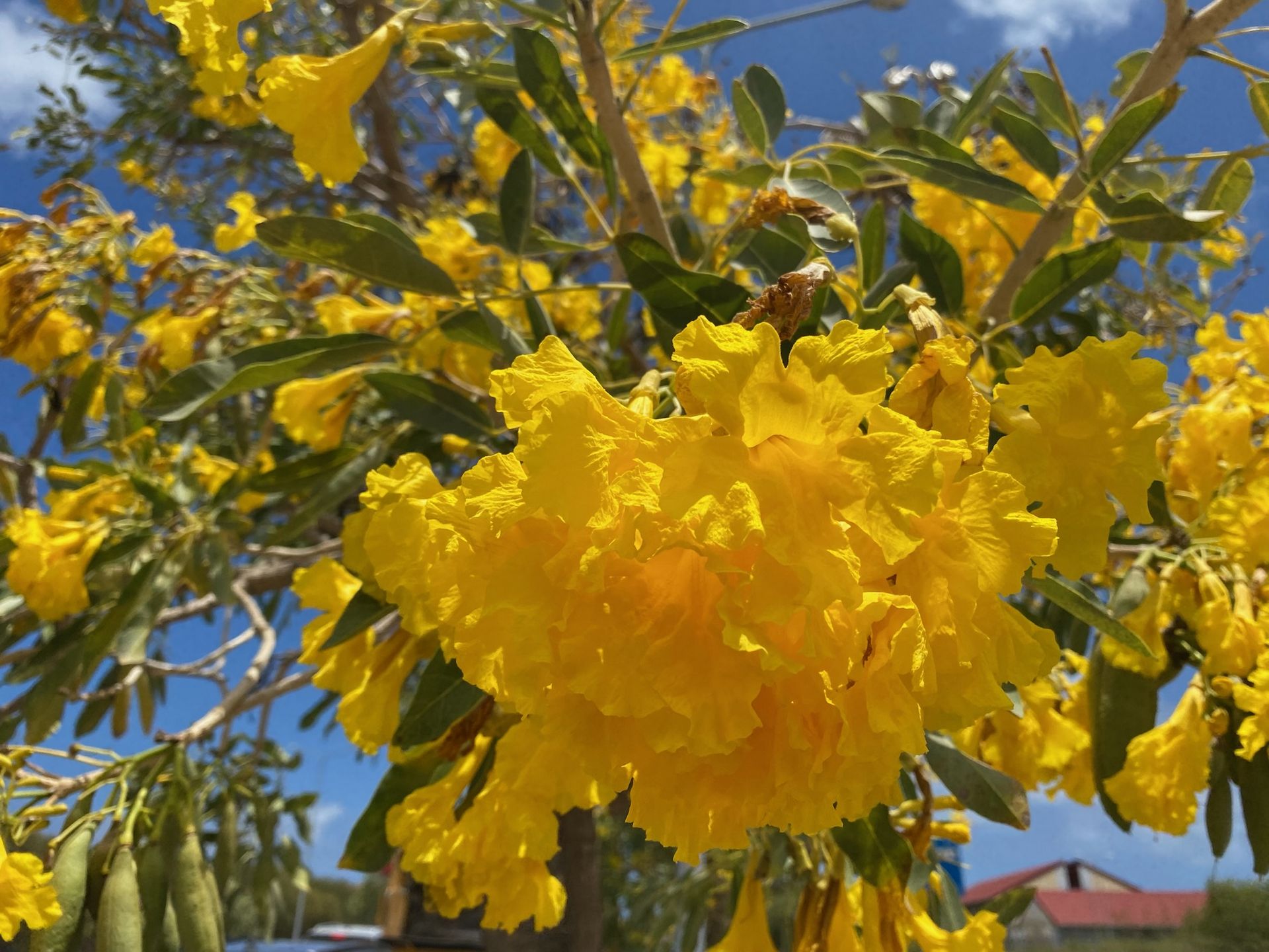 Kibrahacha tree, Westpunt